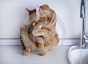 A red-haired young cat washes next to a water tap in the kitchen.photo