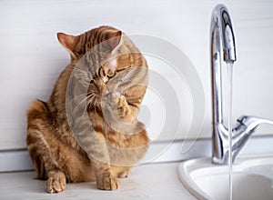 A red-haired young cat washes next to a water tap in the kitchen.photo