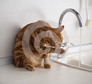 A red-haired young cat washes next to a water tap in the kitchen.photo