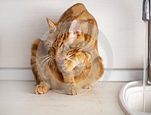 A red-haired young cat washes next to a water tap in the kitchen.photo