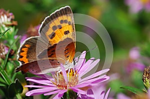 Red hairstreak