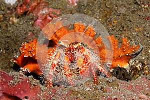 Red Hairy Hermit Crab