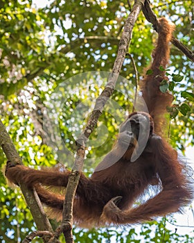 Red hairy orangutan calmly looking straight (Bohorok, Indonesia)