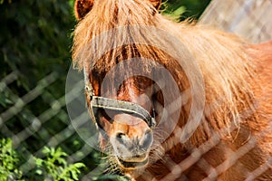 Red hairy pony in a farm.