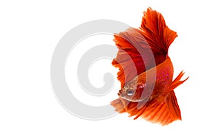 Red Halfmoon Betta splendens or siamese fighting fish