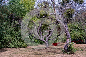 Red hammock for camp sleep between two trees.