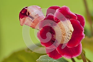 Red handbell beautiful Indoor flowers