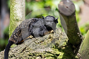 Red-handed midas tamarin