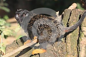 Red-handed tamarin photo