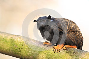 Red-handed tamarin