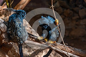 Red handed tamarin in monkey park at Tenerife, Canary Islands, Spain