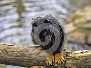 Red-handed tamarin, Saguinus midas, sits on a branch watching the surroundings
