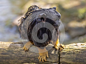 Red-handed tamarin, Saguinus midas, sits on a branch watching the surroundings