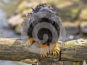 Red-handed tamarin, Saguinus midas, sits on a branch watching the surroundings