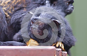 Red-handed tamarin photo