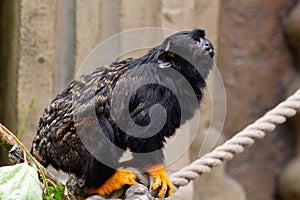 Red handed tamarin sitting on a rope