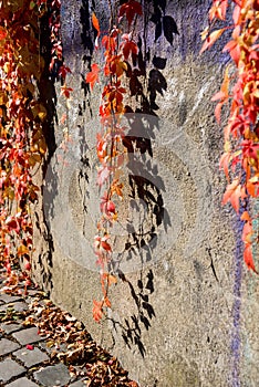 Red hanging ivy vines over stone wall in autumn sunny day