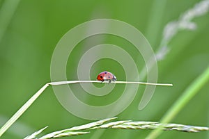 A red Harlekin - Ladybird on plant in green nature