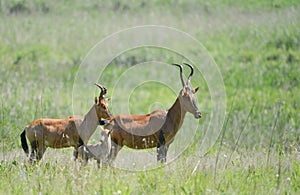 Red Hartebees family