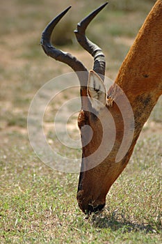 Red Hartebeest