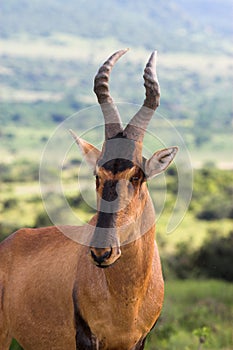 Red Hartebeest photo