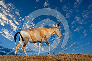 Red hartebeest photo