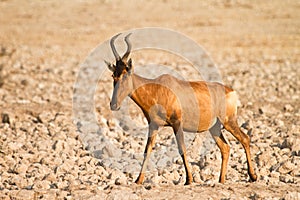 Red Hartebeest