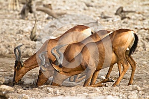 Red Hartebeest