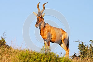 Red Hartebeest