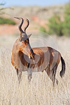 Red Hartebeest photo