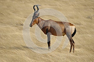 Red Hartebeest photo