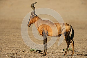 Red hartebeest photo