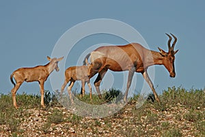 Red hartebeest photo