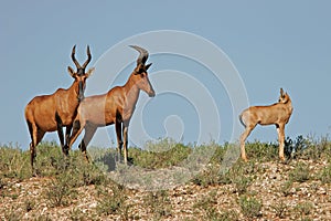 Red hartebeest photo