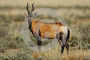 Red hartebeest photo