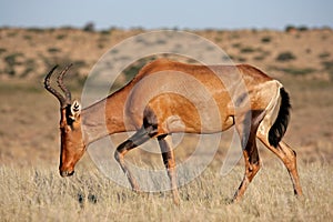 Red hartebeest