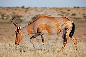 Red hartebeest photo