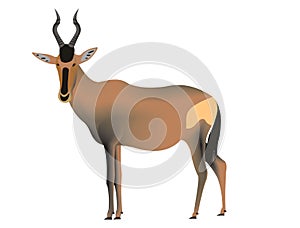 Red hartebeest, Alcelaphus buselaphus caama