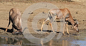 Red hartebeest, Alcelaphus buselaphus caama or Alcelaphus caama