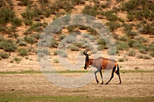 Red hartebeest, Alcelaphus buselaphus caama or Alcelaphus caama staying in dry Kalahari sand