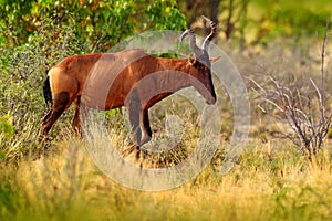 Red Hartebeest, Alcelaphus buselaphus caama, detail portrait of big brown African mammal in nature habitat. Sassaby, in green