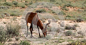 Red Hartebeest Alcelaphus buselaphus caama in Kalahari, green desert after rain season. Kgalagadi Transfrontier Park, South Afri