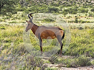 Red Hartebeest, Alcelaphus buselaphus caama, Kalahari South Africa