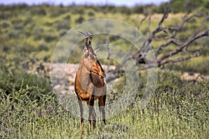 Red Hartebeest, Alcelaphus buselaphus caama, Kalahari South Africa