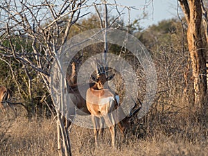 Red hartebeest, Alcelaphus buselaphus caama. Madikwe Game Reserve, South Africa