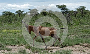 Red hartebeest (Alcelaphus buselaphus caama), Namibia