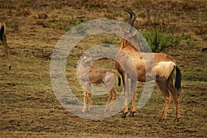 Red hartebeest, Alcelaphus buselaphus caama walking in green grassland