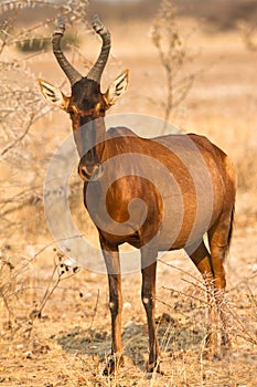 Red Hartebeest antelope photo