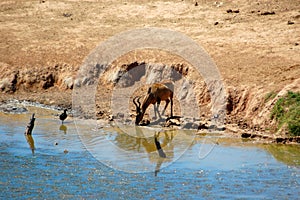 Red Hartebeest antelope photo