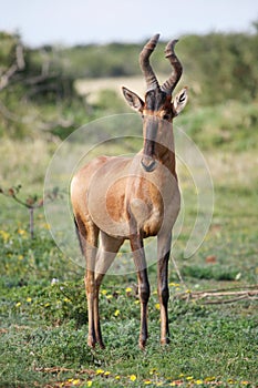 Red Hartebeest Antelope photo